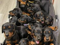 Sceli Irkının En İyisi Doberman Yavrular