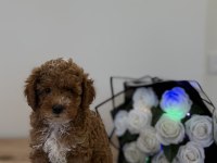 TOY POODLE WC PET EĞİTİMLİ YAVRUMUZ YENİ YUVASINA HAZIR