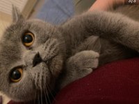 1.5 Yaşında Dişi British Shorthair (1 Haftası Kaldı)
