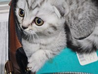 Scottish Fold Silver Tabby