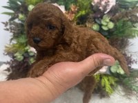 Erkek Red Brown Kore Poodle Yavrularım