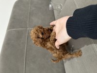 Dişi safkan kore teacup poodle yavruları