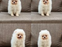 Pomeranian Boo Köpeğimiz Orjinal