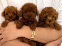Toy Poodle Yavruları Red Renk Erkek Ve Dişi Seçenekleri