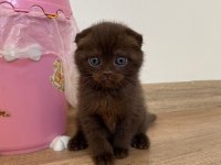 Çikolata Renkli Scottish Fold Yavrumuz Yuvasını Arıyor