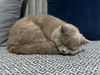 British shorthair ziya ya eş arıyoruz