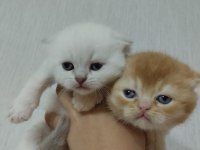 Orjinal safkan british shorthair yavrular