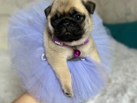 A kalite pug mops puppies eğitimli