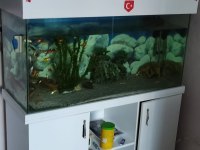 Hobiyi bırakıyoruz kople verilecek motor falan akvaryum