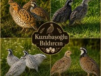 Kuluçkalık yumurta