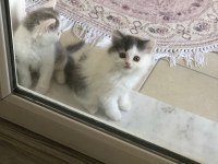2 aylık british longhair ve british shorthair yavru