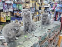 Son kalan scottish fold yavrumuz yeni yuvasını bekliyor