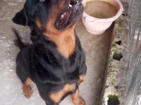 KOCA KAFA MACAR ROTTWEİLER