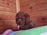 Red Brown Toy Poodle Yavru