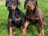 %100 orjinal Doberman yavrular kredi kartı geçerlidir