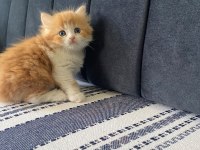 Güzeller güzeli prens ve prenses kediler