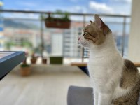 1.5 yaşında tekir uysal ve sevecen