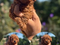 Aşılı Çiş Eğitimli Toy Poodle Bebekler