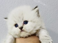 By1125 şecereli british longhair