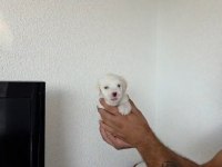 55 Günlük Maltipoo Miniklerim