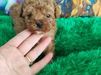 Orjınal A Kalıte Poodle
