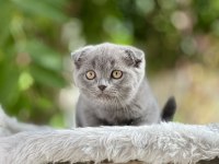 Scottish fold bebekler