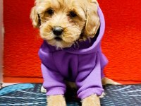 KIVIR KIVIR ORJINAL MALTİPOO BEBEKLER