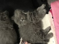 British Longhair yavruş sahiplendirme