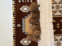 Sağlıklı orjinal poodle köpekler