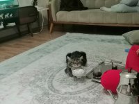 Güzel erkek bir tekir kedidir