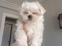 Oyuncu teacup kore maltese