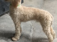 1 yaşına girmek üzere erkek poodle