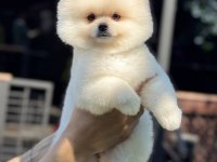 BİBLO POMERANİAN BOO TEDDY FACE