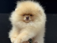 Show Kalite Fcı Export Pedigreli Kore Pomeranian