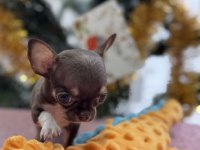 Micro Teacup 1 kg Garantisi Çikolata Tan Dişi