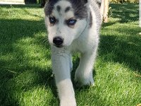 Maviş gözlü Safkan Husky minikler