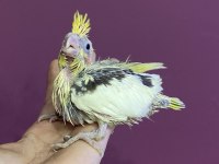 El Besleme Full Evcil Sultan Papağanı Bebekleri