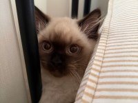 5 Aylik British Longhair Blue Point