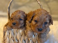 Maltipoo yavrularımız dişi erkek mevcut