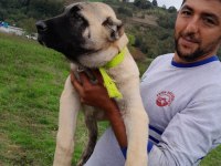 Anadolu aslanı köpeğimiz
