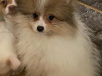 Pomeranian sevgililer gününe özel kampanya