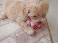 Maltipoo 3 Aylık Dişi
