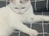 British shorthair kedimize yuva arıyoruz