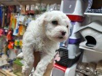 Maltese terrier köpeği