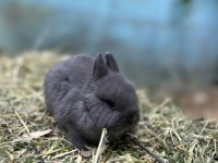 NETHERLAND DWARF CÜCE TAVŞAN