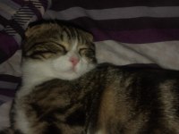 6 aylık kırık kulak scottish fold