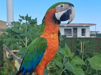 El besleme 11 aylık insan canlısı macaw