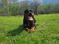 ROTTWEİLER 2 YAŞINDA