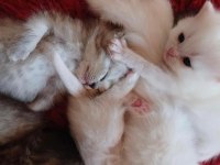 Rezerveye Açık British Shorthair Yavrular