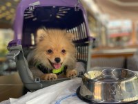 Pomeranian 4.5 aylık erkek